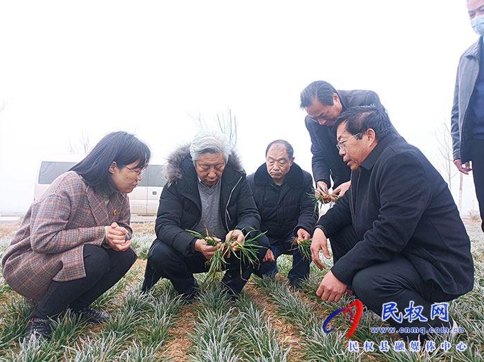 省小麥生產(chǎn)專(zhuān)家技術(shù)指導(dǎo)組到民指導(dǎo)春季麥田管理工作