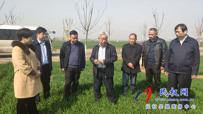 省農(nóng)業(yè)農(nóng)村廳黨組成員、副廳長王俊忠到民調(diào)研春季麥田管理工作