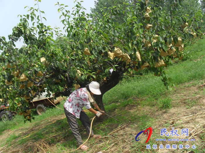 園藝站：重視果園夏管，組織技術(shù)人員進園入戶進行指導