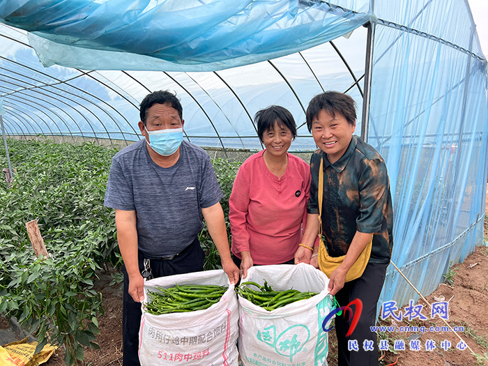 民權縣褚廟鄉(xiāng)：大棚辣椒喜豐收 農(nóng)民致富有奔頭