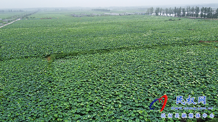北關鎮(zhèn)黃河故道背河洼地萬畝荷花盛開