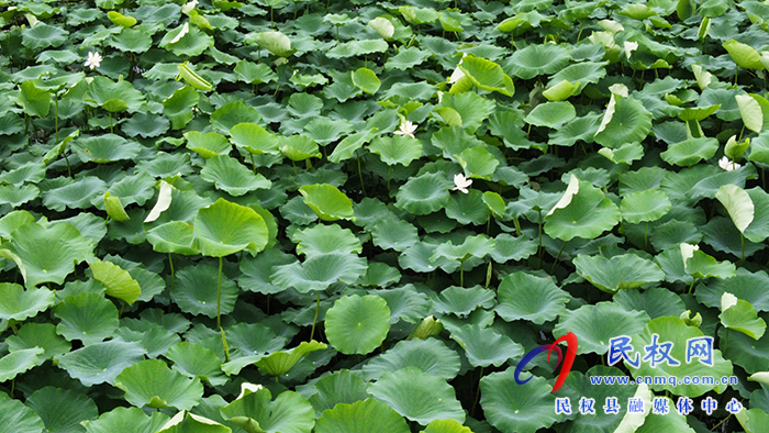 北關鎮(zhèn)黃河故道背河洼地萬畝荷花盛開