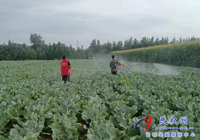 民權縣褚廟鄉(xiāng):疫情防控與農業(yè)生產“兩不誤、雙促進”