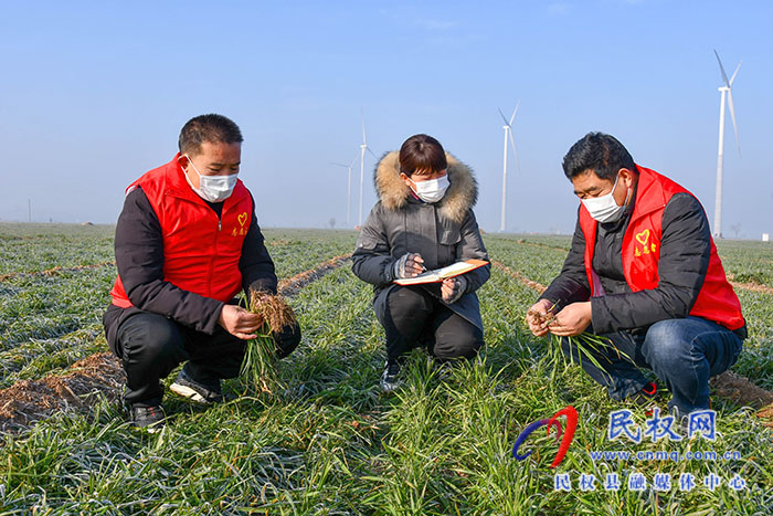 民權(quán)縣人和鎮(zhèn)：加強(qiáng)冬季麥田管理，確保小麥安全越冬