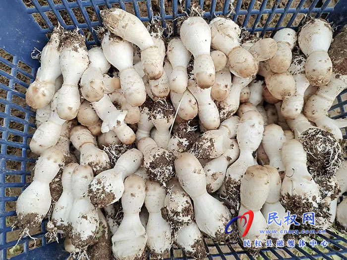 小菌菇 大能量——林下種植菌菇，助推鄉(xiāng)村振興