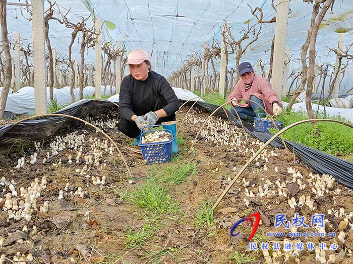 小菌菇 大能量——林下種植菌菇，助推鄉(xiāng)村振興