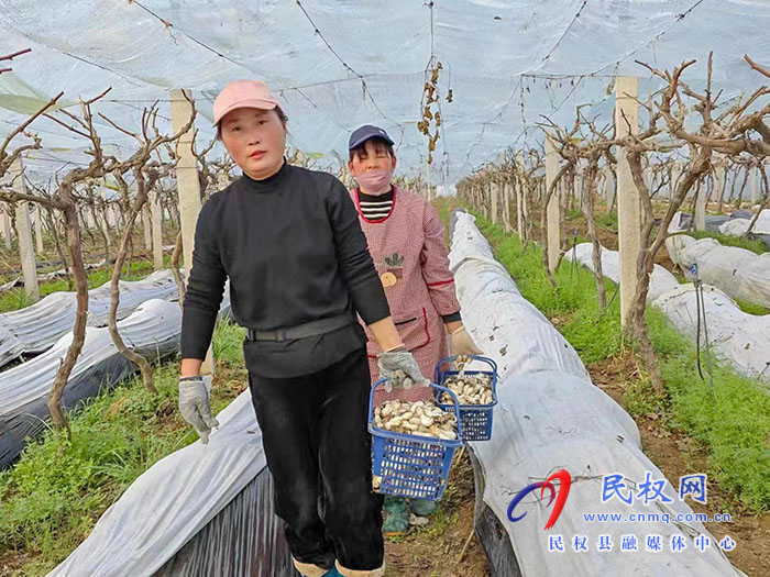 小菌菇 大能量——林下種植菌菇，助推鄉(xiāng)村振興