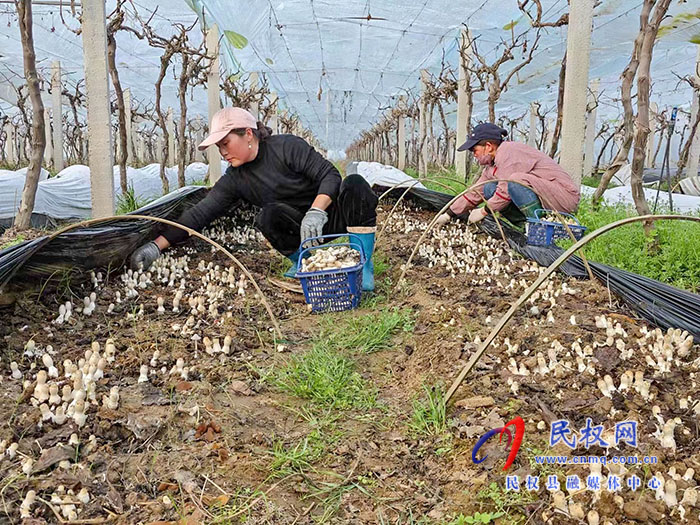 小菌菇 大能量——林下種植菌菇，助推鄉(xiāng)村振興