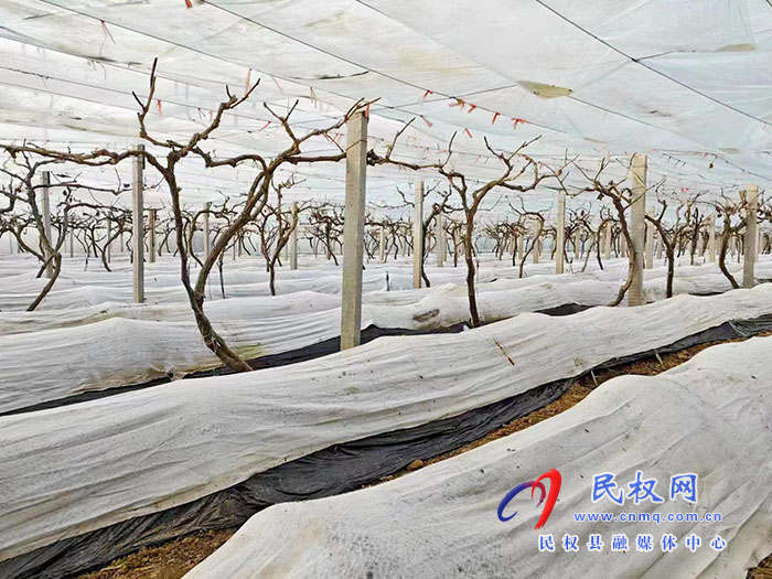 小菌菇 大能量——林下種植菌菇，助推鄉(xiāng)村振興
