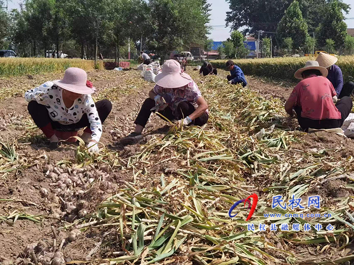 孫六鎮(zhèn)：產業(yè)發(fā)展進行時“蒜”處農民好收益