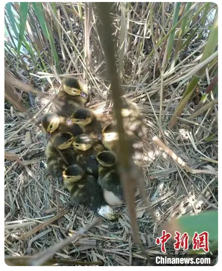 黃河故道“鳥(niǎo)中大熊貓”青頭潛鴨繁殖數(shù)量創(chuàng)新高