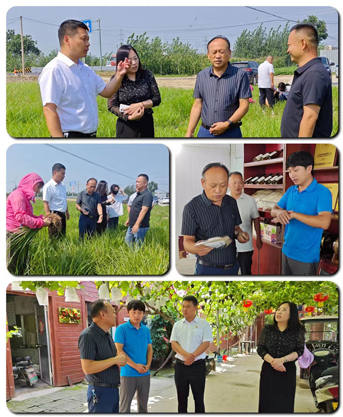 商丘市農(nóng)業(yè)農(nóng)村局到人和鎮(zhèn)進行實地調研