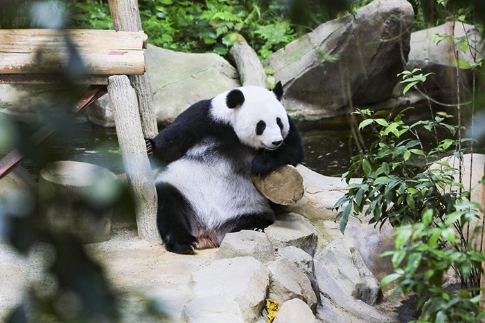 學(xué)習(xí)進(jìn)行時(shí)丨讓中馬友誼之船再添動(dòng)力、行穩(wěn)致遠(yuǎn)