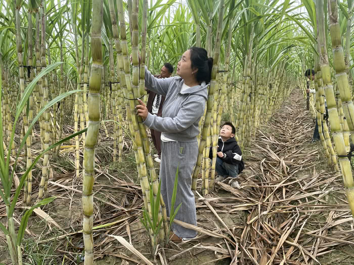 褚廟鄉(xiāng)20畝甘蔗喜豐收